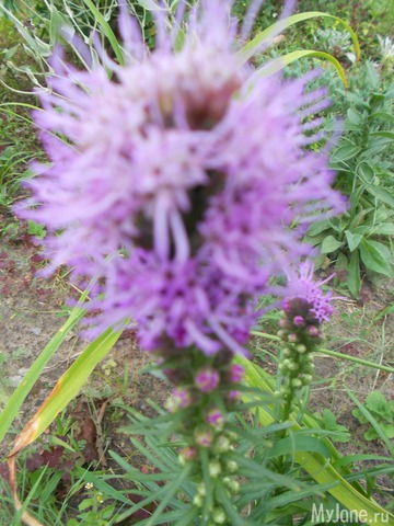 ��� �������� �����.2016���.