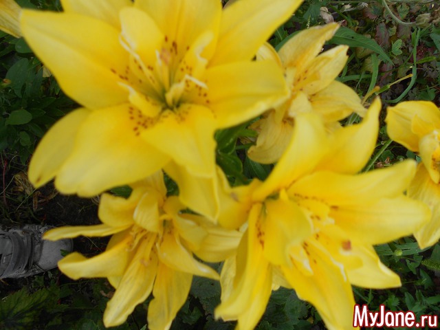 ��� �������� �����.2016���.