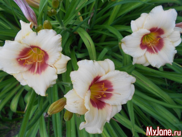 ��� �������� �����.2016���.