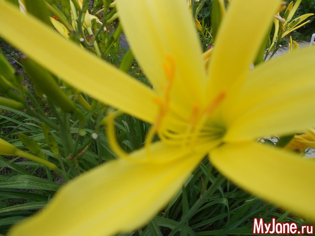 ��� �������� �����.2016���.