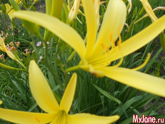 ��� �������� �����.2016���.