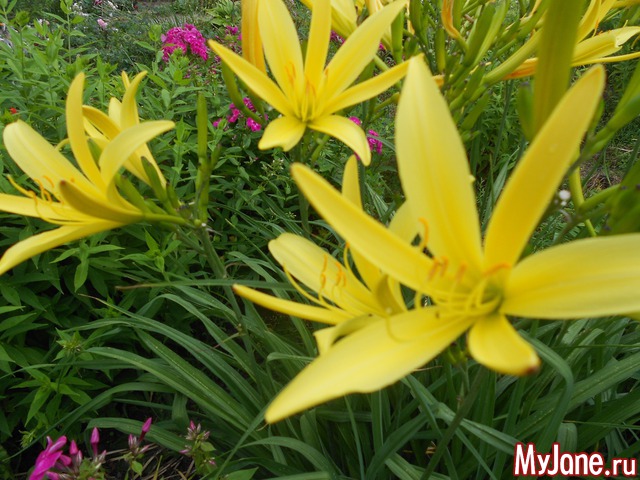 ��� �������� �����.2016���.