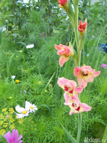 ��� �������� �����.2016���.