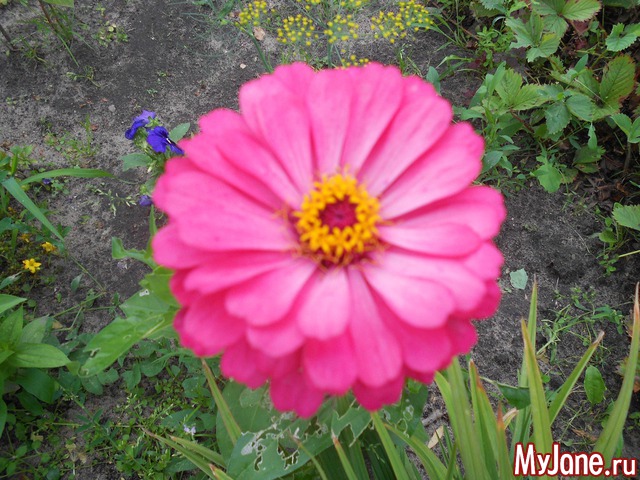 ��� �������� �����.2016���.