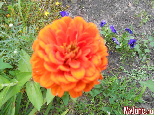 ��� �������� �����.2016���.