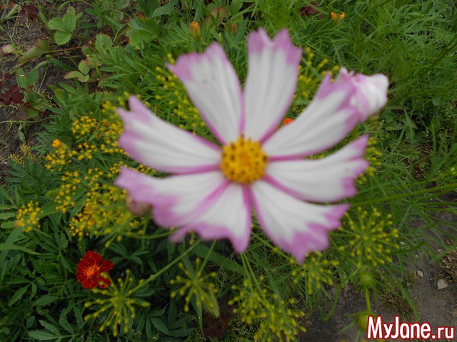 ��� �������� �����.2016���.