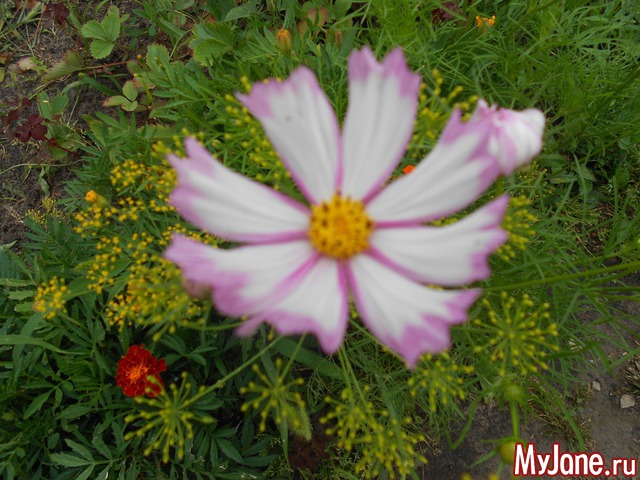 ��� �������� �����.2016���.