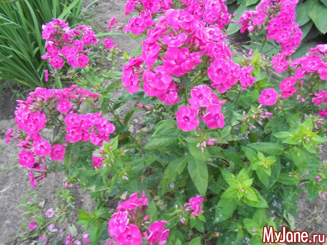 ��� �������� �����.2016���.