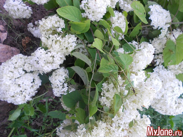 ��� �������� �����.2016���.