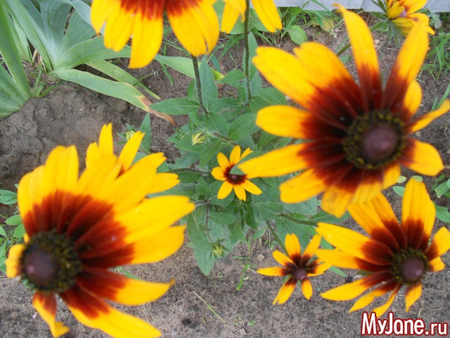 ��� �������� �����.2016���.