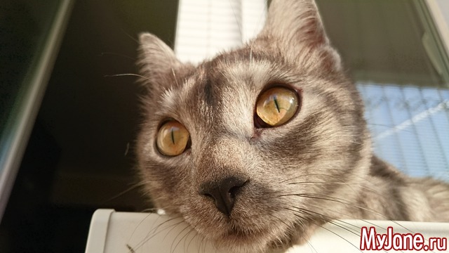 ��� �������