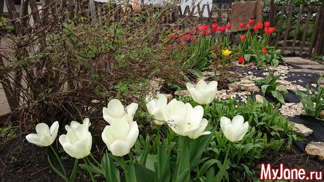 ���� �������