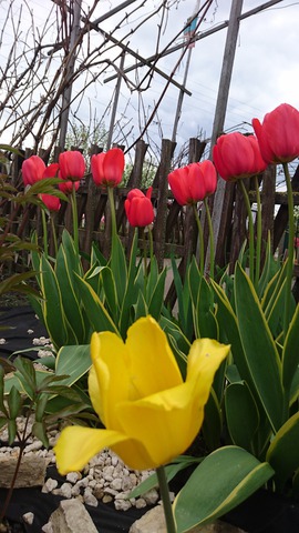 ���� �������