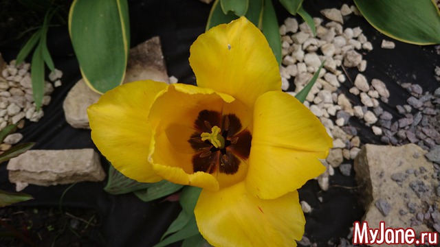 ���� �������