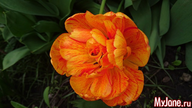 ���� �������