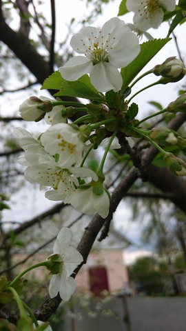 ���� �������