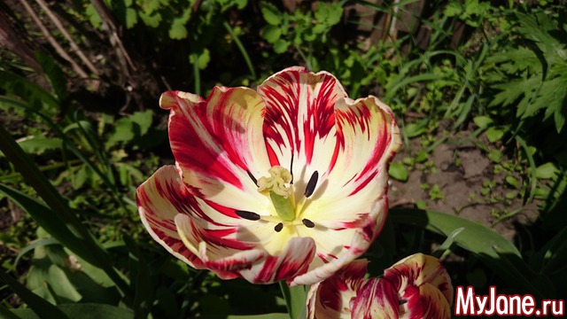 ���� �������