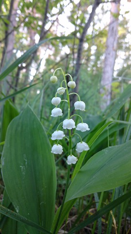 ���� �������