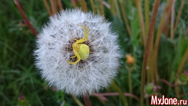 ���� �������