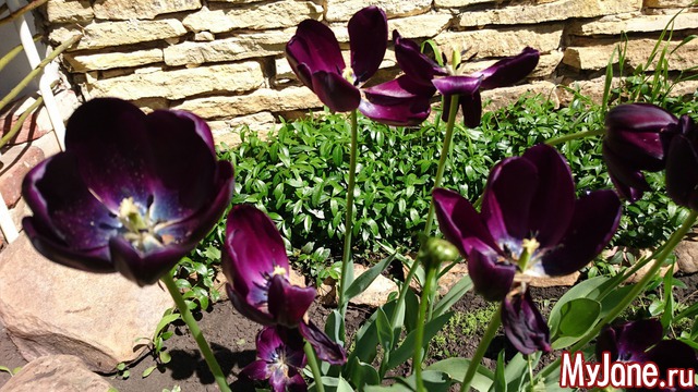 ���� �������