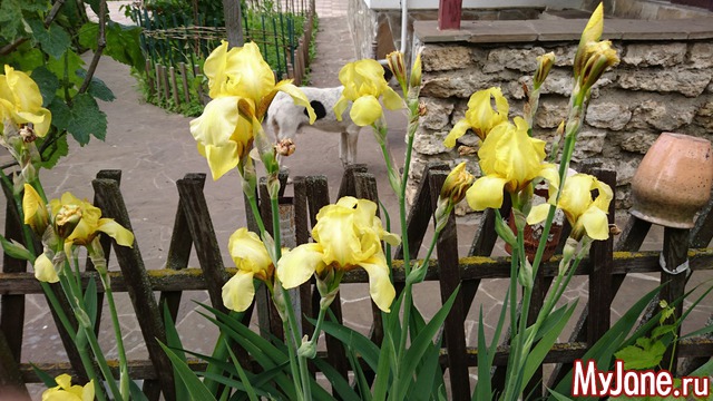 ���� �������