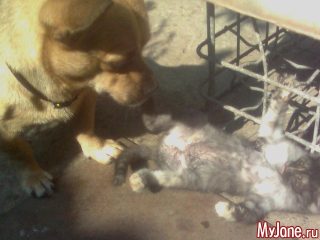 ��� �������