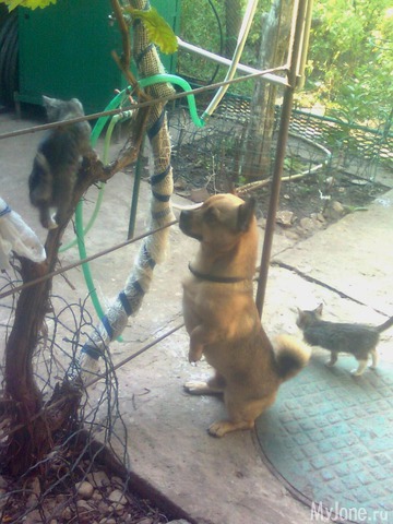 ��� �������