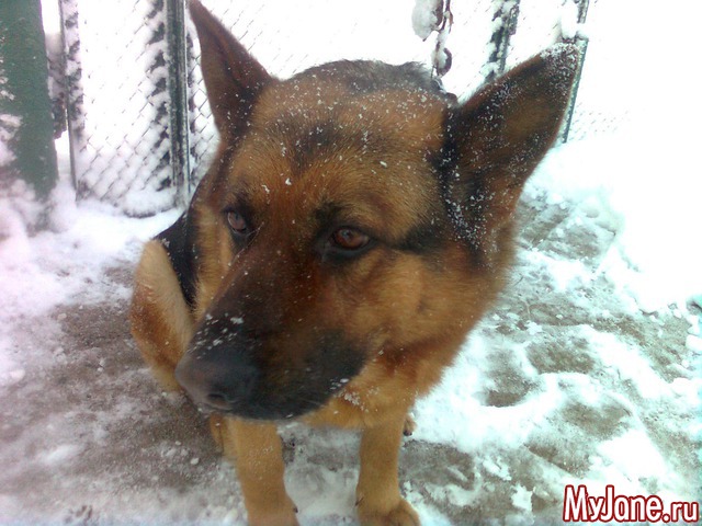 ��� �������