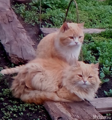 ���� � ������