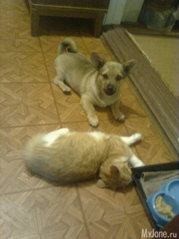 ��� �������