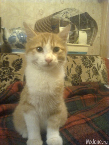 ��� �������