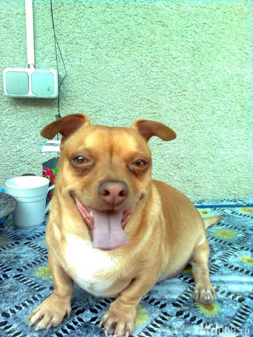 ��� �������