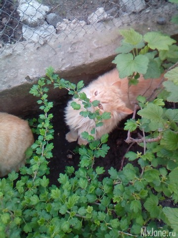 ��� �������