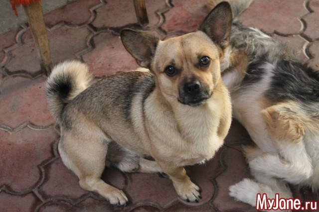 ��� �������