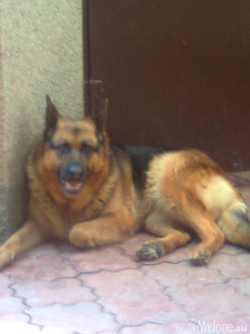 ��� �������