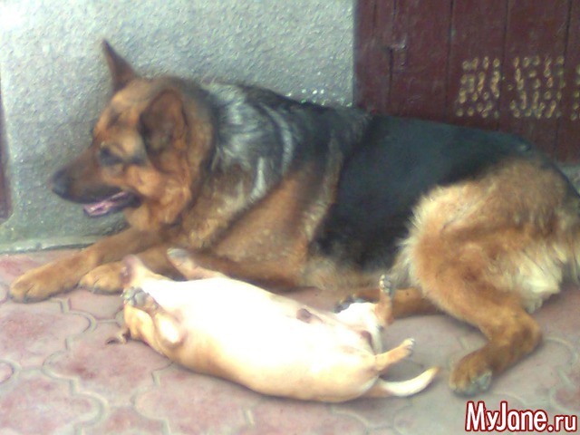 ��� �������