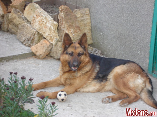 ��� �������