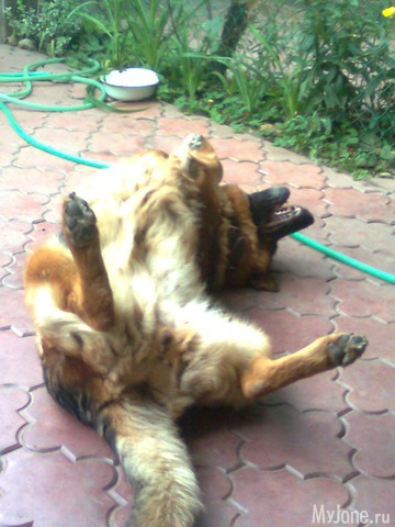 ��� �������