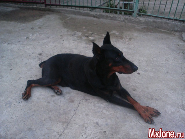 ��� �������