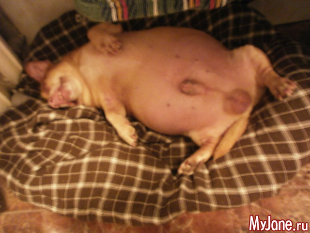 ��� �������