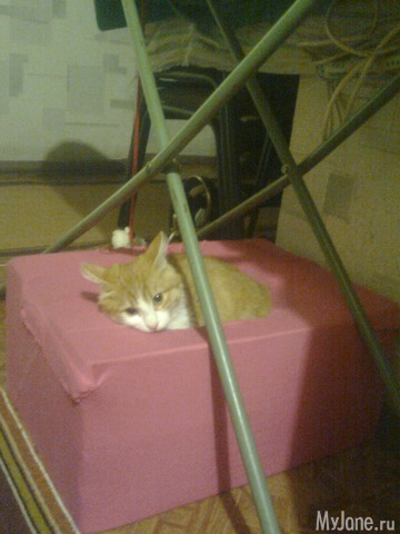 ��� �������