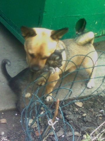 ��� �������