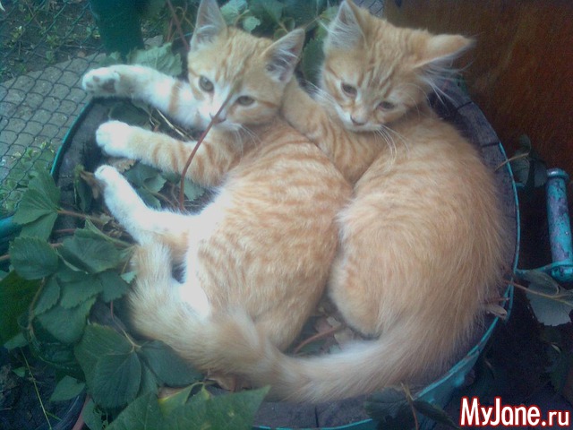 ��� �������