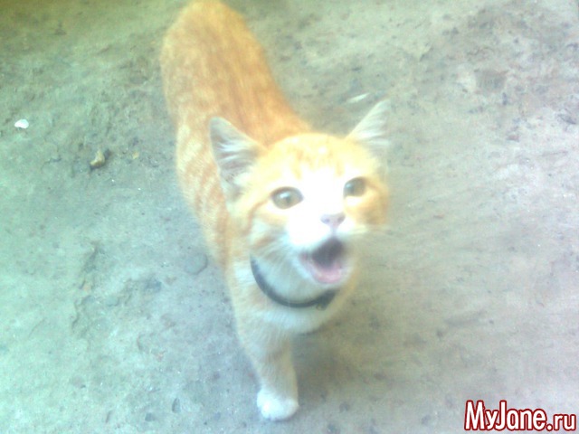 ��� �������