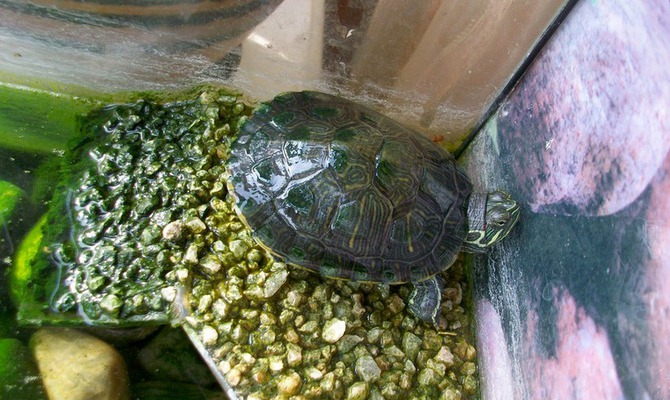 Красноухие черепахи: «не белые, не пушистые», но такие любимые!