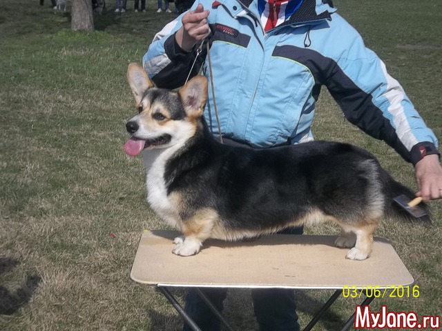 ����� ����� ������� �����  ������� ���.