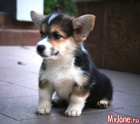 ����� ����� ������� �����  ������� ���.