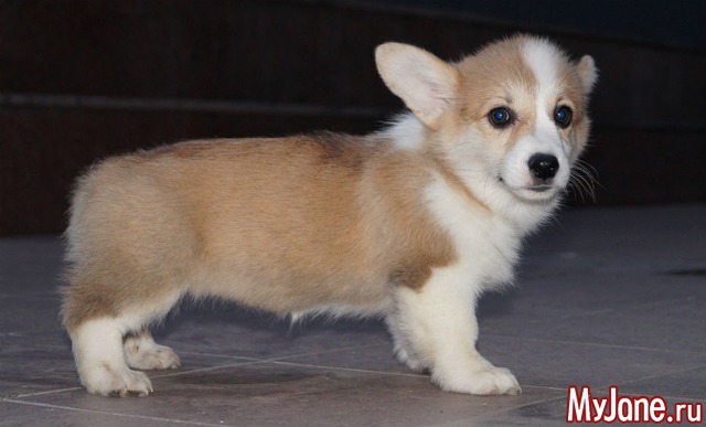 ����� ����� ������� �����  ������� ���.