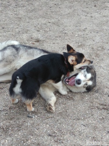 ����� ����� ������� �����  ������� ���.