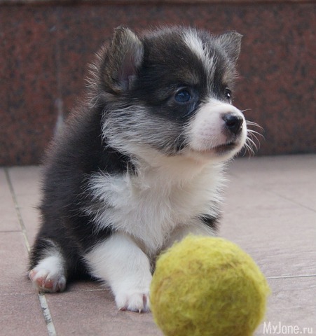 ����� ����� ������� �����  ������� ���.